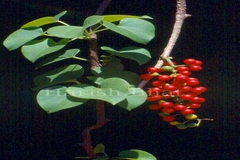 Tinospora cordifolia